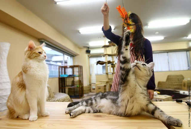 Кошки помогают японцам снимать стресс после работы CwSQbcBaB1Q